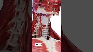 quotUnlocking the Secrets Anatomy of Anterior Neck Muscles Explainedquot medicalnotes anatomy neckpain [upl. by Calandra]