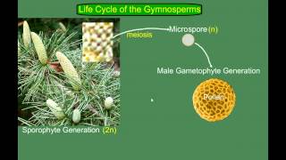 Gymnosperm Pine Life Cycle [upl. by Aramahs]