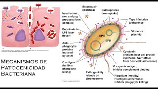 Patogenia de las Infecciones Bacterianas [upl. by Arodal702]