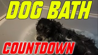 Dog Bath and The Final Countdown [upl. by Ranna256]