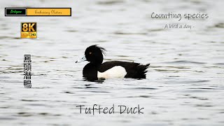 Tufted Duck [upl. by Devad]