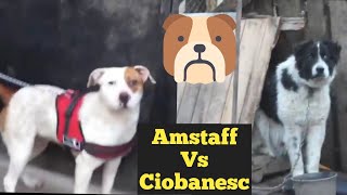 Amstaff vs Ciobanesc Care va place cel mai mult [upl. by Norre]