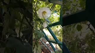 Hollyhock flower 🌼 🌿nature flower shorts youtube [upl. by Gunn795]