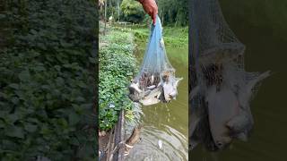 Cast Net Fishing PART 2 lI Catch Fish Get A Lot Of Fish In Farm [upl. by Aden]