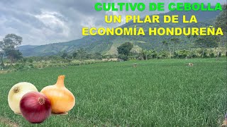 El Cultivo de Cebolla y su aporte a la Economía de Honduras [upl. by Michale79]