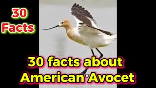 30 facts about American Avocet [upl. by Brandon]