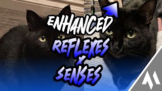 ᴇɴʜᴀɴᴄᴇᴅ ꜱᴇʀɪᴇꜱ ‣ Enhanced Reflexes amp Heightened Senses 🐈 Subliminal 𝐦𝐮𝐬𝐢𝐜 𝐯𝐞𝐫𝐬 [upl. by Brian]