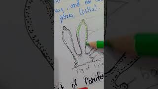 Phylum2 poriferasycom drawing tutorial invertebrate animal tutorial [upl. by Murrell474]