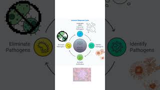 How immune system work in body [upl. by Eolcin22]