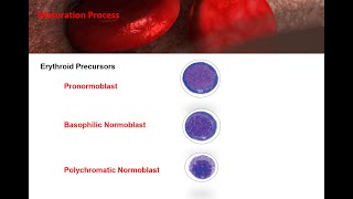 ASCP  MLS  MLT  Hematology  Erythropoiesis Red Blood Cell Formationproduction and destruction [upl. by Adnelg131]