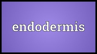 Endodermis Meaning [upl. by Keefe50]