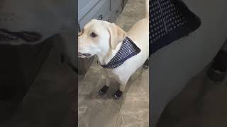 Lab tries out new boots dog lablove funnyanimal funny lablovers funnydog [upl. by Ahcim]