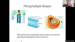 hbio4b plasma membrane [upl. by Nnylyam]