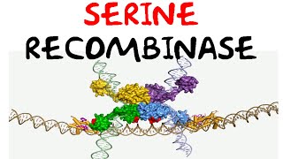 Serine recombinase [upl. by Aicatan476]