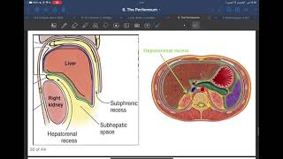 Anatomy L7 C1 The peritoneum P2 [upl. by Aivad]