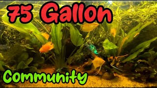 75 Gallon Community Tank [upl. by Jan]