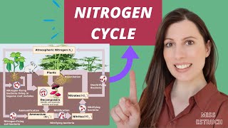 NITROGEN CYCLE A level biology AQA Saprobionts nitrogenfixing ammonification amp nitrification [upl. by Thorsten134]