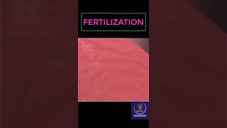 Fertilization Process shorts pregnancy youtubeshorts [upl. by Zerimar925]