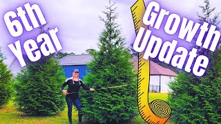 6th Year Growth Update Thuja Green Giant Arborvitae Trees  2024 [upl. by Snook]