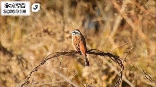 ホオジロ Meadow Bunting Emberiza cioides [upl. by Heda]