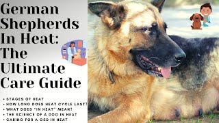 How To Care For German Shepherds in Heat [upl. by Saunderson532]