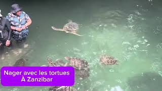 Baignade avec les tortues sur l’île de Zanzibar à Tanzanie [upl. by Monda]