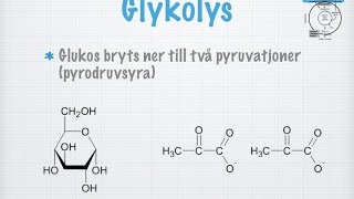 Glykolys gammal [upl. by Zetnod81]