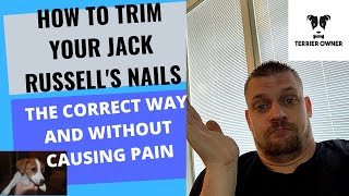 How To Trim Your Jack Russell Terriers Nails The Right Way [upl. by Kisor819]