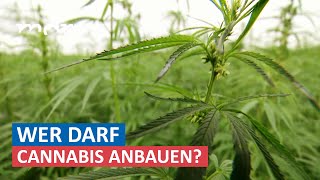 Legalisierung von Cannabis Chance für mitteldeutsche Landwirte  Umschau  MDR [upl. by Lawry]