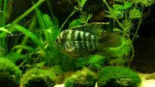 My Blue Acara offspring  Blaupunktbuntbarsch Nachwuchs 26 [upl. by Eulaliah]