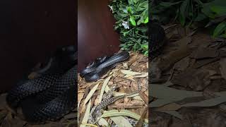 Redbellied black snake mating behaviour [upl. by Einyaj538]