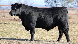 Lot 7 BRU22T49 Hillview Angus 2024 [upl. by Ariahaj83]