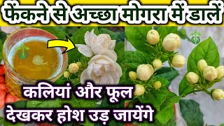 मोगरा पर आयेंगे इतने फूल देखकर होश उड़ जायेंगेMogra plant careMOGRA FLOWER PLANTJasmine plant [upl. by Jeanelle]