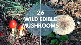 Wild Mushrooms You Can Eat [upl. by Marashio]