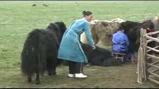 Mongolia  yak milking [upl. by Kenaz]