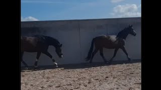 Homer und Murmel beim Freilauf 🐎🐎 horse horses Freilauf [upl. by Fox]