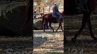 Sorghum Processing farmlife hillbillysugar [upl. by Leba]