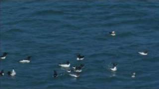 Puffins with raft of Razorbills [upl. by Aneroc]