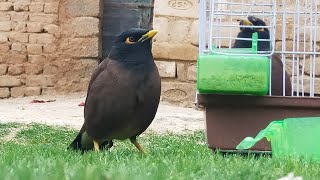 Myna Video  Common myna sound  Myna Sound  Myna [upl. by Nosmirc]