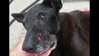 RATTLESNAKE BITE  3DAYS LATER  SKIN FALLING OFF  15YEAROLD DOG  SAN MARCOSTX [upl. by Shornick]