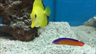 Neon Dottyback amp Yellow Tang Saltwater Tank [upl. by Engleman]