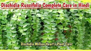 Dischidia Ruscifolia Plant Complete Care Guide  Dischidia Million Hearts plant  Gardening Tips [upl. by Esyak]