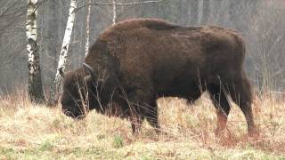 wisent Bison bonasus European bison Bison d Europe [upl. by Aicileb]