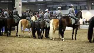 Carletto un vero cavallo Italiano a FieraCavalli Verona 2014 [upl. by Efinnej35]