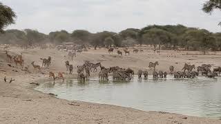 Animal watering hole in Tarangire National Park in Manyara region Safari in Tanzania 20220816 [upl. by Krawczyk]