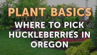 Where to Pick Huckleberries in Oregon [upl. by Aicelet]