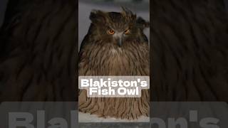 Blakistons Fish Owl youtubeshorts shorts shortvideo [upl. by Tisdale]