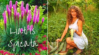 Ya beauty Planting Liatris Spicata bulbs for a summer bloom [upl. by Goebel751]