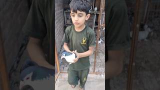 Shirazi Pigeon flying vlogs 202  shorts [upl. by Marie]