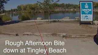 Tingley Beach 1st Stock never last longNEVERSTOPFISHIN ￼ [upl. by Oba123]